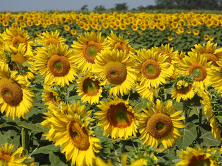 blooming sunflower fields in sunlight close up