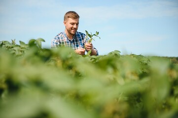 Farmer or agronomist examine green soybean plants in field.