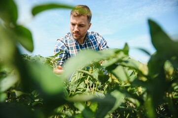 Agronomist inspecting soya bean crops growing in the farm field. Agriculture production concept. young agronomist examines soybean crop on field in summer. Farmer on soybean field.