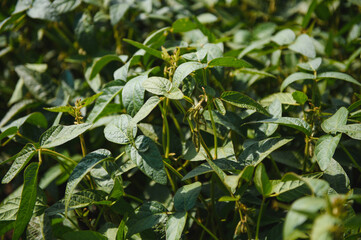 Open soybean field at sunset.Soybean field.