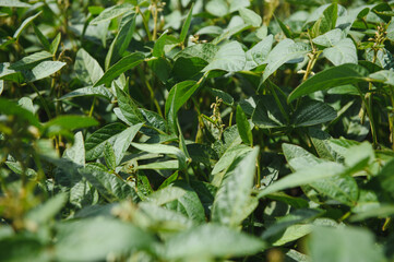 Soy pods at sunset, close up. Agricultural soy plantation and sunshine. Soy bean plant in sunny field . Green growing soybeans against sunlight