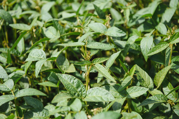 Soy pods at sunset, close up. Agricultural soy plantation and sunshine. Soy bean plant in sunny field . Green growing soybeans against sunlight