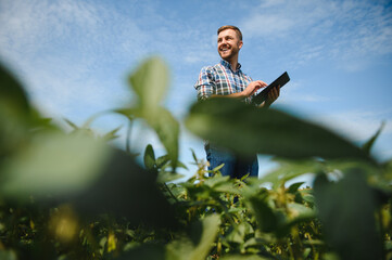 Naklejka na ściany i meble farmer agronomist in soybean field checking crops. Organic food production and cultivation