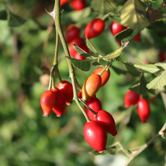 Obraz premium Close-up of red ripe dog-rose berries. Rosa canina fruits. Wild rose hips on bush in nature