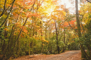秋の青木ヶ原樹海
