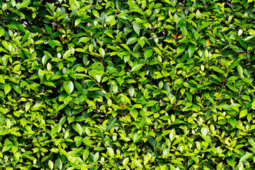 Obraz premium Fence green leaves wall background