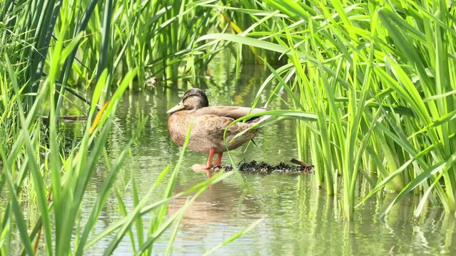 female mallard duck scientific name anas platyrhynchos standing in the reeds preening in shallow water