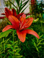 Obraz premium tiger lily flower