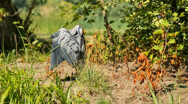 Heron grey, ardea cinerea basking in the sun on the shore of the pond