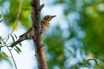 Common thrush perched on a branch in the forest