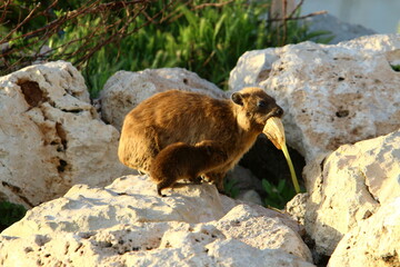 Daman sits on a rock in a city park in Israel.