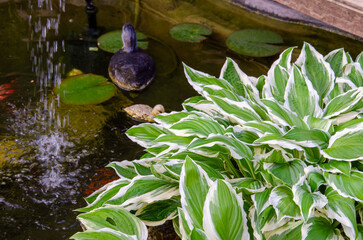 Pond edge decoration. Landscaping with small pond. Landscape design of home garden close-up. 