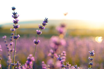 Close up of beautiful lavender flowers on a field during sunset