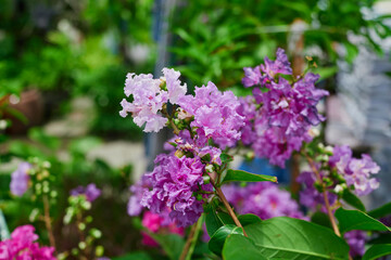 Purple lagerstroemia hybrid flower blooming on tree branch	