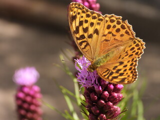 Silver-washed fritillary (Argynnis paphia) feeding on a flower (Liatris)