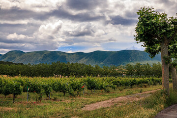 Vineyards in a valley near Pamplona and the Sierra del Perdon in Northern Spain