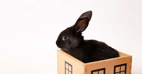 Rabbit sit in a wooden toy house isolated on white background. Concept of animal shelter. Cute pet...