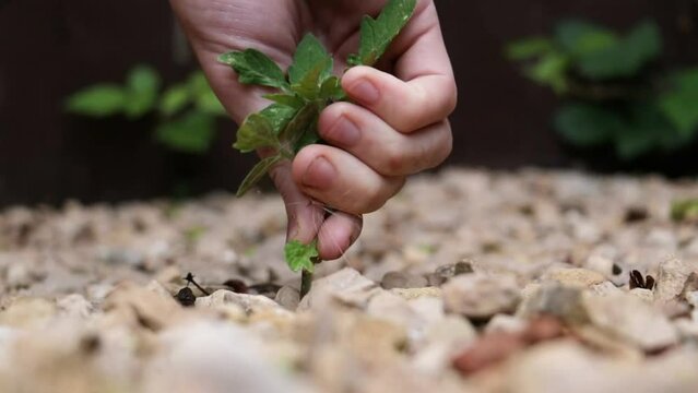 Man pulls up weed in his gravel garden. Gardening man pulling up overgrown weed in close up shot with shallow focus.