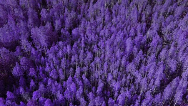 Autumn fantasy purple forest in Ural, Russia. Beautiful autumn nature landscape at during daytime. Aerial view from a drone