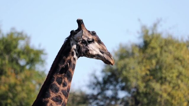 Giraffe in the African savannah heading into the trees to eat in the Kruger National Park in South Africa, a happy and ideal place to go on safari and see African wildlife.