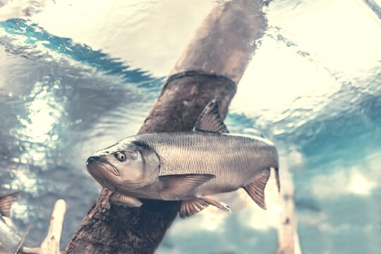 Freshwater fish asp (Aspius aspius) Asp cauldron. Underwater photography in the river at a rare moment. Asp in its natural habitat. Bottom view.