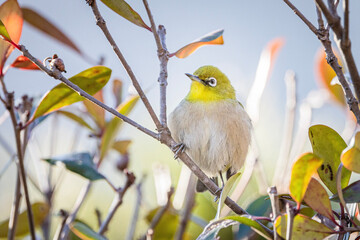 枝の上で羽を膨らませて冬の寒さを凌ぐメジロ