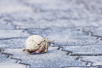 hermit crab on the beach