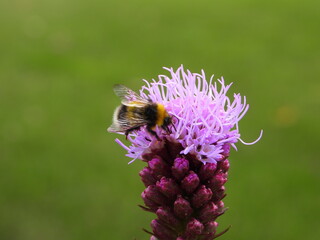 A bumblebee on a liatris flower