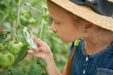 curious girl examining tomatoes