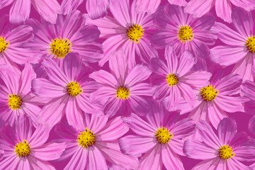Fototapeta premium Seamless floral pattern with purple flowers.
