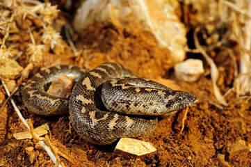 Javelin sand boa // Westliche Sandboa (Eryx jaculus)