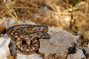 Westliche Sandboa // Javelin sand boa (Eryx jaculus)