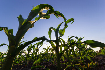 Closeup of green corn sprouts planted in neat rows against a blue sky. Copy space, space for text. Agriculture
