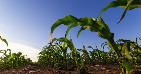 Closeup of green corn sprouts planted in neat rows against a blue sky. Copy space, space for text. Agriculture