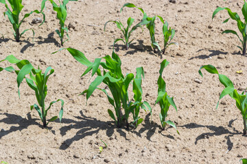 Closeup of green corn sprouts planted in neat rows against a blue sky. Copy space, space for text. Agriculture