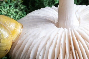 Close-up of the inner surface of a wild mushroom.