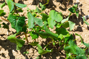 Field of sprout buckwheat on background of sky. Buckwheat, Fagopyrum esculentum, Japanese and silverhull buckwheat on the field. Close-up nurseling buckwheat