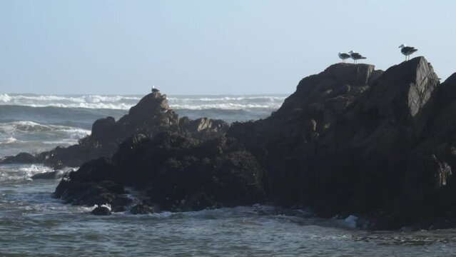 The image shows a group of seagulls perched on coastal rocks in front of the Pacific Ocean in north of Chile