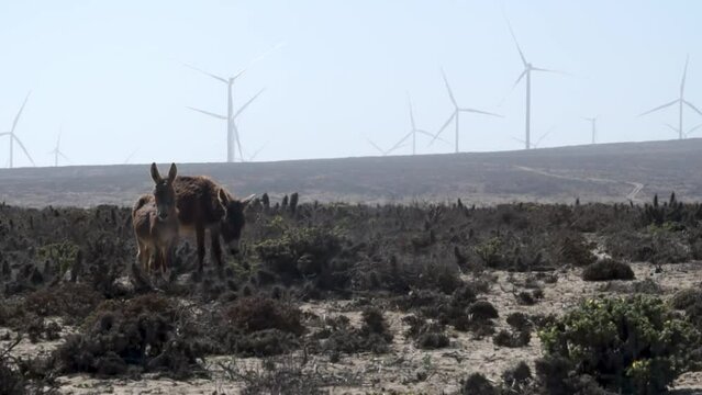 The image shows a couple of donkeys in a desert landscape located in a wind farm.