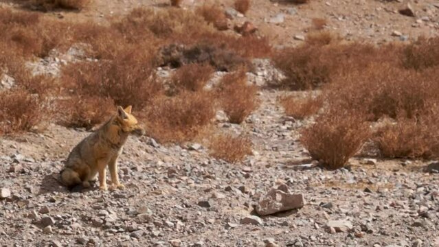 The image shows a chilla fox in a mountainous area of northern Chile.