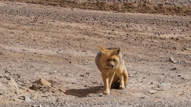 The image shows a chilla fox in a mountainous area of northern Chile.