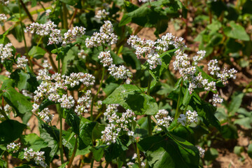 Field of buckwheat and close up of buckwheat blossoms. Buckwheat agriculture