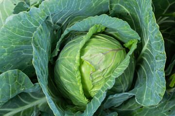 young cabbage grows in the farmer field, growing cabbage in the open field. agricultural business