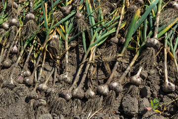 The dug-out garlic is dried on a garden bed on a summer day