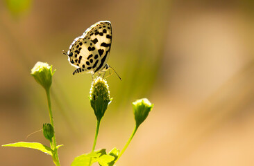 butterfly on a flower