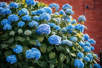 Schilderijen op glas Blue hydrangea flowers bush in the summer garden © Marinesea