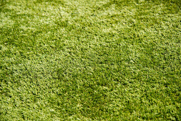 Stadium grass