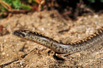 Westliche Sandboa // Javelin sand boa (Eryx jaculus)