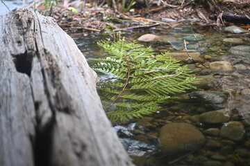 Lake Tapps, flowers, lake, mountain, washington state, leaves, colors, rain, houses, garden, cats, dogs, pets