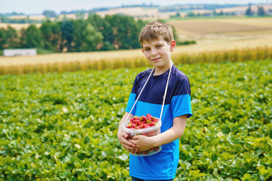 Preteen kid boy picking and eating strawberries on organic berry farm in summer, on warm sunny day. Happy teenager child having fun with helping. Strawberry plantation field, ripe red berries.